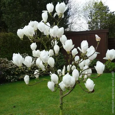  볿 Double White (1255)