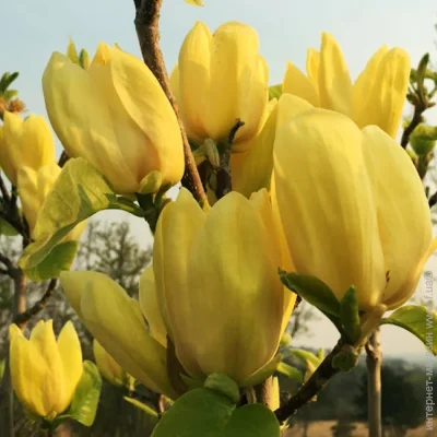   Yellow (1254)