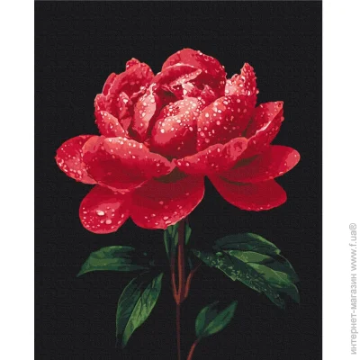    "   " Brushme BS54148, 4050  (90825)
