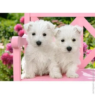 Пазл классический Castorland Пазлы Щеночки 120 элементов (B-13494) Пазл классический Castorland Пазлы Щеночки 120 элементов (B-13494)