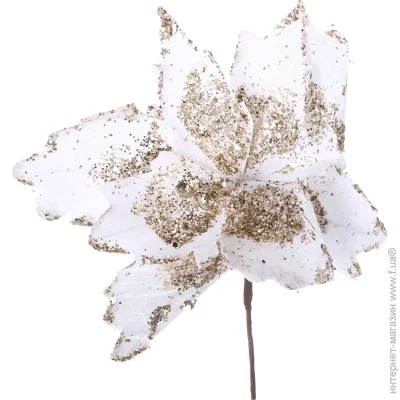 Dalian Everglory       