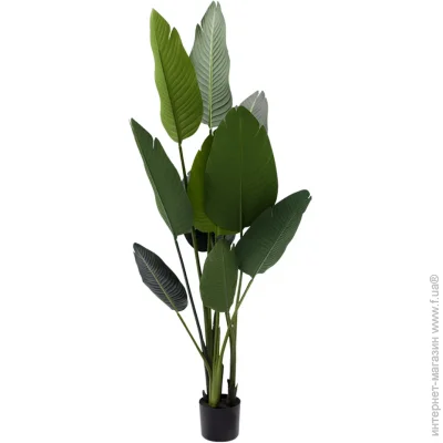   Banana Tree, 155  (TW-09)