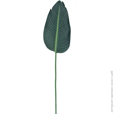   Engard Banana Tree, 92  (TW-52)