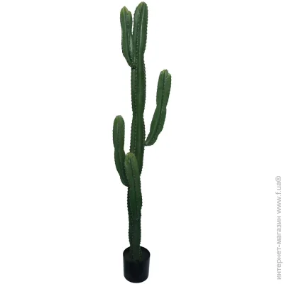   Engard Cactus, 155 c (TW-40)