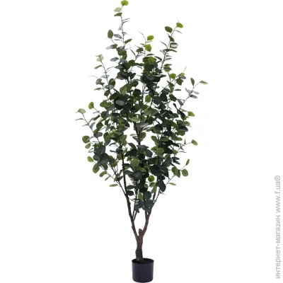   Engard Eucalyptus, 180  (TW-15)