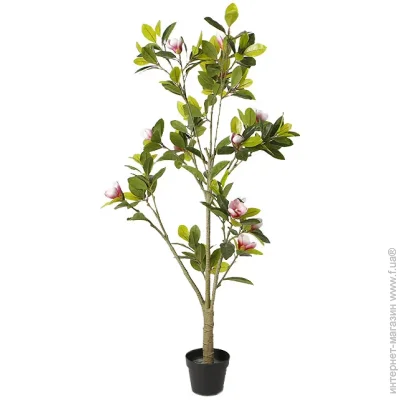   Engard Magnolia, 150  (DW-18)