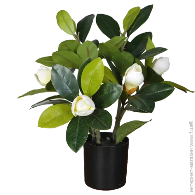   Engard Magnolia, 40  (DW-16)