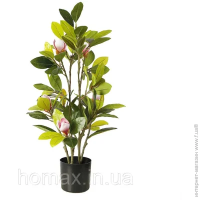   Engard Magnolia, 70  (DW-17)