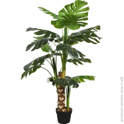   Engard Monstera, 125  (DW-21)