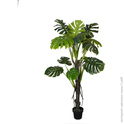   Engard Monstera, 165  (DW-22)