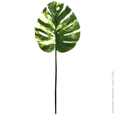   Engard Monstera Alba, 73  (TW-54)
