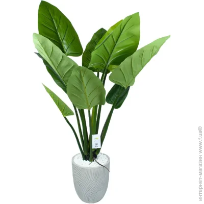   Engard Philodendron, 120 c   (TW-3983-1)
