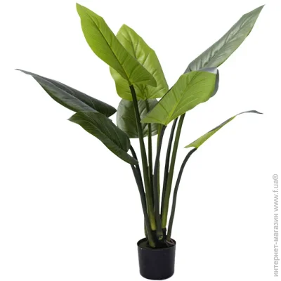   Engard Philodendron, 90  (TW-38)