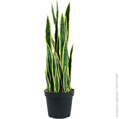   Engard Sansevieria, 92  (DW-12)