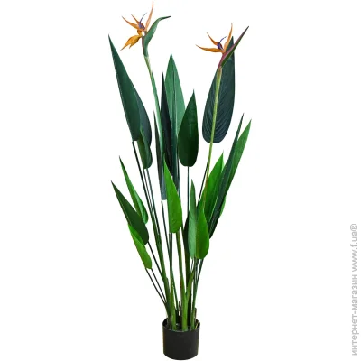   Engard Strelitzia, 120  (TW-25)