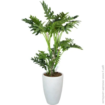   Lacy Tree 150      (DW-2932-3)