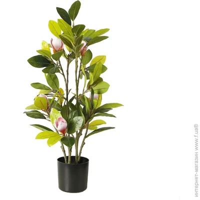   Engard   Magnolia (DW-17)