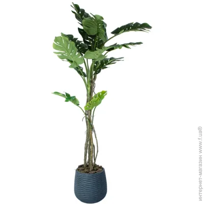   Monstera, 180      (TW-0586-1)