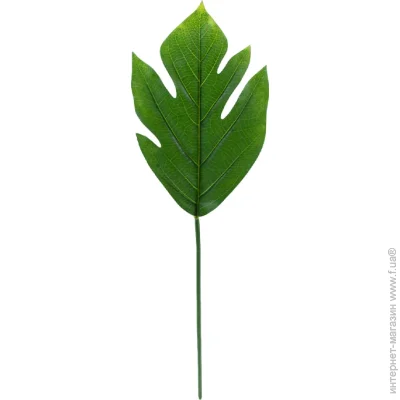   Engard ó  Monstera 56  TW-48