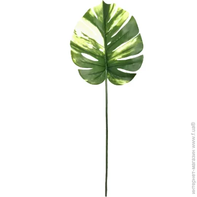   Engard ó  Monstera Alba 71  TW-53