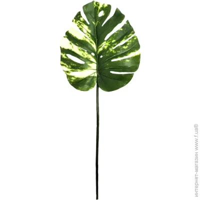   Engard ó  Monstera Alba 73  TW-54