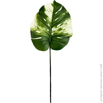   Engard ó  Monstera Alba 78  TW-55