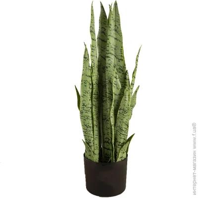   Engard   Sansevieria (DW-11)