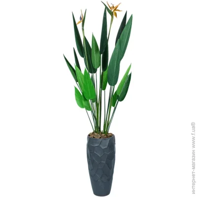   Strelitzia, 120    (TW-2584-1)