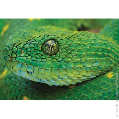   Interdruk  INTERDRUK   250 . (342027)