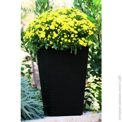  Keter    Medium Rattan Planter . (7290103659271)