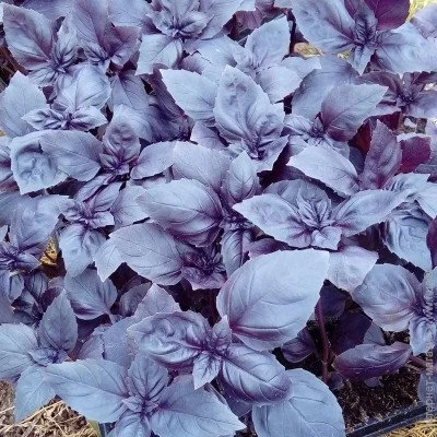 Ogorod Насіння базиліка Єреванський 0,5 грам (350 насіння) 0.5 г Ogorod Насіння базиліка Єреванський 0,5 грам (350 насіння) 0.5 г