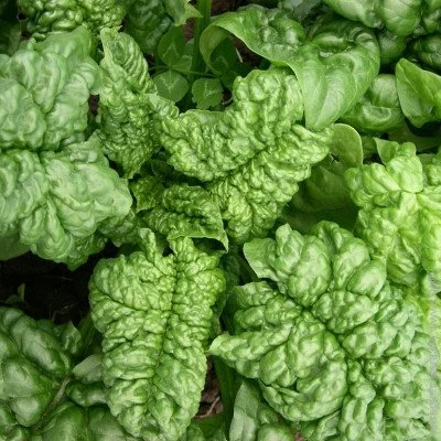 Ogorod Насіння шпинату Лонг Стендінг 100 насіння Ogorod Насіння шпинату Лонг Стендінг 100 насіння