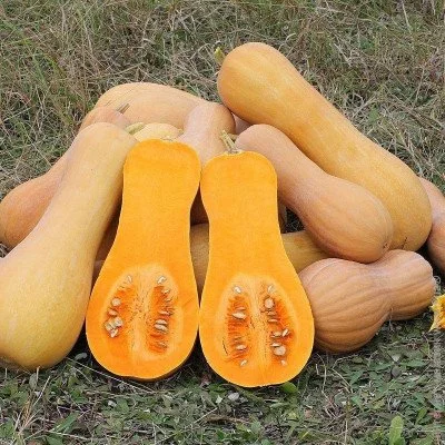 Ogorod    10 