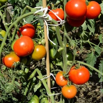 Ogorod Насіння томату квочка 10 насіння Ogorod Насіння томату квочка 10 насіння