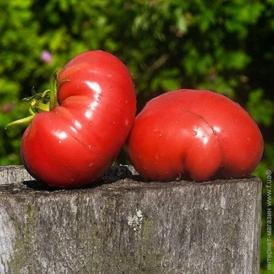 Ogorod Насіння томату Кіготь ведмедя 10 насіння Ogorod Насіння томату Кіготь ведмедя 10 насіння