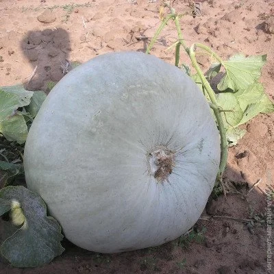 Ogorod     10 