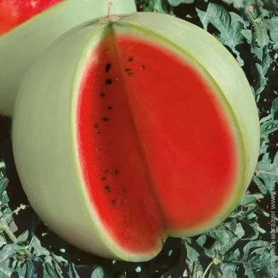 Ogorod    10 