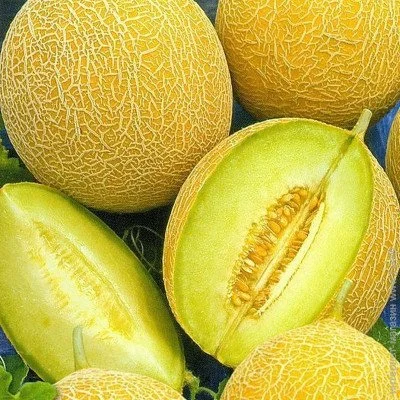 Ogorod     10 
