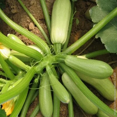 Ogorod    10 
