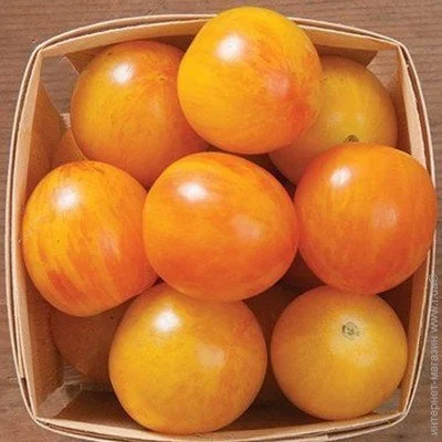 Ogorod      10 