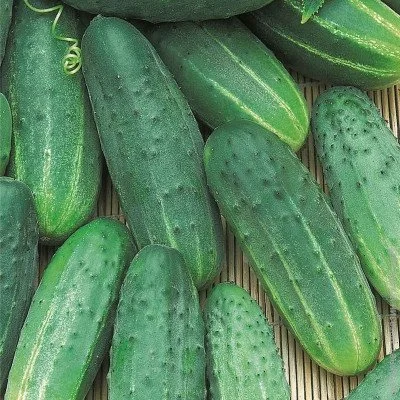 Ogorod    10 
