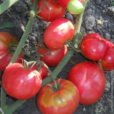 Ogorod     10 