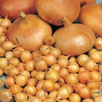 Ogorod    1  1 
