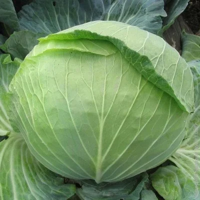 Ogorod     1  1 