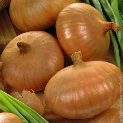 Ogorod     1  1 