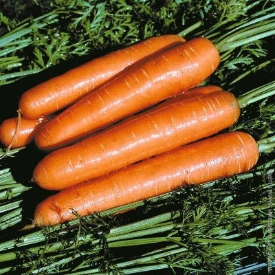 Ogorod     2  2 