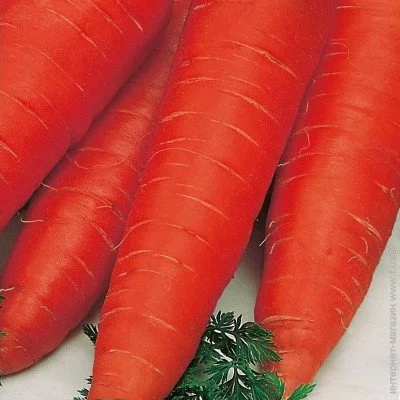 Ogorod    2  2 
