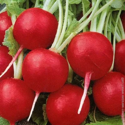 Ogorod    2  2 