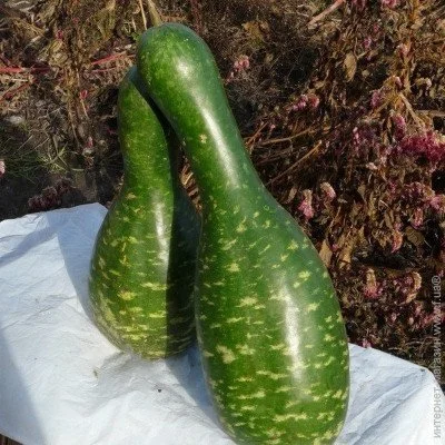 Ogorod Насіння лагенарії Ведмедиця 4 насінини Ogorod Насіння лагенарії Ведмедиця 4 насінини