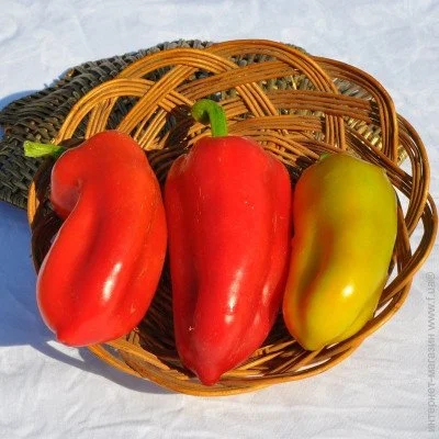 Ogorod      5 